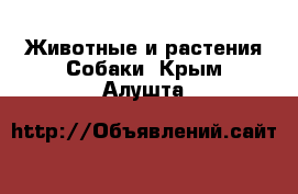 Животные и растения Собаки. Крым,Алушта